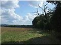 Stubble field and hedgerow 