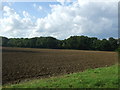 Field towards Long Wood