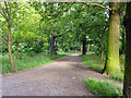 Woodland path, Raphael Park