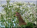 Corncrake by Loch M?r Bharabhais, Isle of Lewis