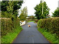 Dog along Claggan Road