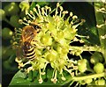 TQ8010 : An ivy bee on ivy flowers, Amherst Road by Patrick Roper
