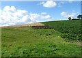 Three crops on the slopes of a drumlin overlooking the A22