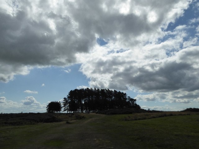 Hilltop trees on May Hill