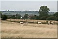 Romney Marsh lamb on the hoof, west of Dymchurch