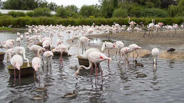 Flamingos, Slimbridge