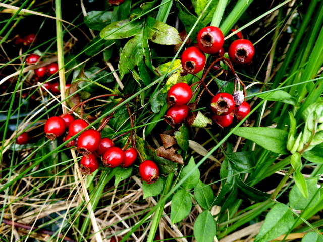 Hawthorn berries, Aghakinmart