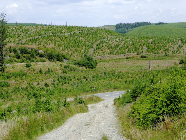 Coniferous plantation east of Llanfair Clydogau in Ceredigion