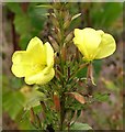 TG2809 : Common Evening-primrose  (Oenothera biennis) - flowers by Evelyn Simak