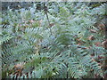 Ferns on Stanmore Common