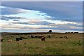 Rough grazing on Round Hill