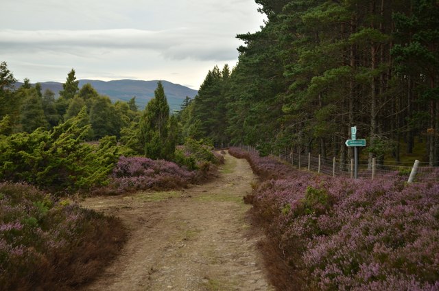 Path Junction near Inveruglas, Cairngorm National Park