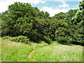 Path on Curtismill Green