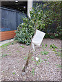 TQ2983 : Arrabella's pear tree by Stephen Craven