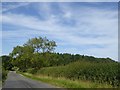 Hill Gate Spinney from Welsh Lane