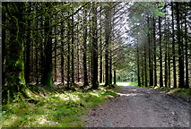 SN6650 : Forestry track south-west of Llyn y Gwaith in Ceredigion by Roger  D Kidd