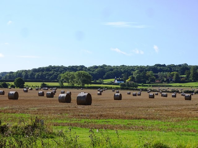 Field of Hay Bales