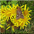 NJ5108 : Moth on Ragwort by Anne Burgess