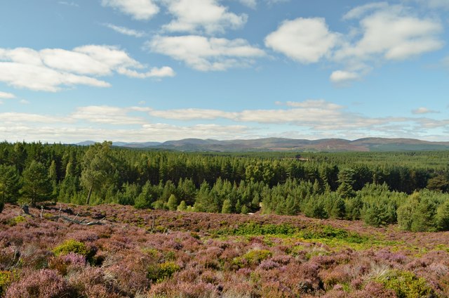 Heather and Forest at Invereshie, Cairngorm National Park