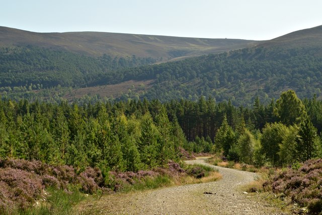 Forest Track in Inshriach, Cairngorm National Park
