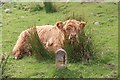 A comfy cow at Strathy