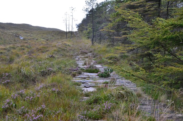 Log track in Duartmore Forest