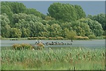 SK8707 : View of cormorants on the lake from Rutland Water by Robert Lamb