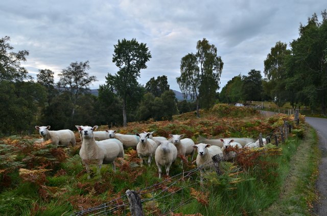 Sheep by the B970 Insh Road, Cairngorms