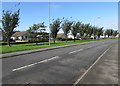 Tree-lined part of Steynton Road, Milford Haven