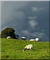 SE1866 : White sheep, black cloud by Alan Murray-Rust