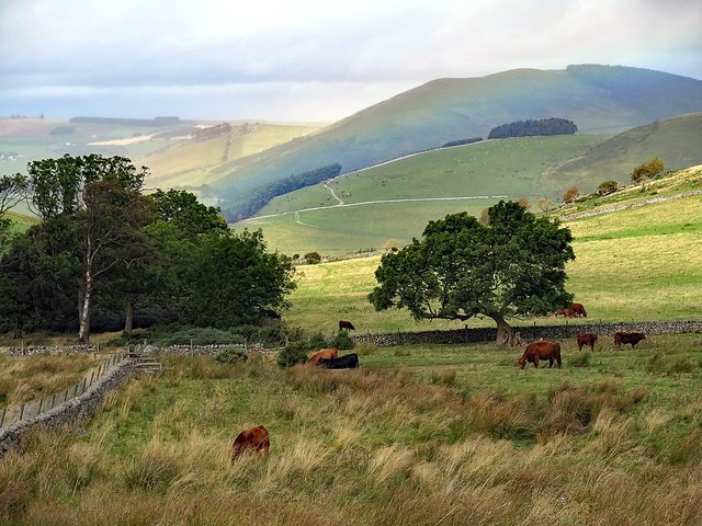 Cattle east of Torleehouse