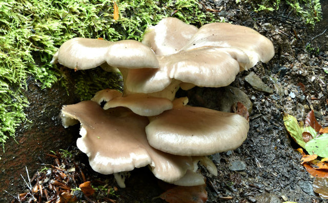 Fungi, Crawfordsburn - September 2017(4)