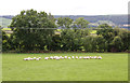 Grazing near Westfield Farm