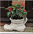 Skimmia with berries in artificial stone planter, St Martins