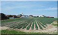 Cabbages at North Foreland