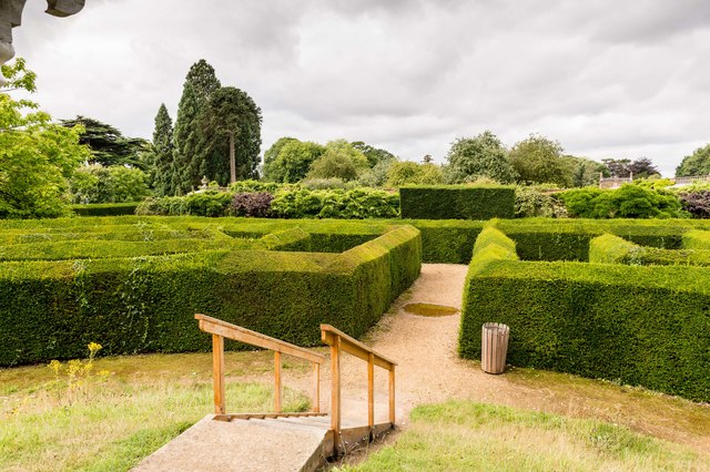 The yew hedge maze, from the centre
