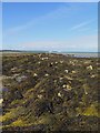 Exposed rocks west of Ryde