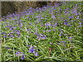 Hawne Park Woodland Bluebells