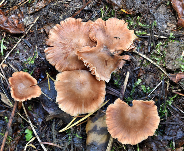 Fungi, Glenlyon, Holywood - September 2017(1)