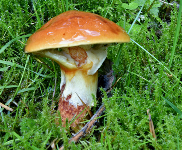 Fungi, Glenlyon, Holywood - September 2017(5)