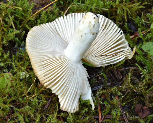 Fungi, Glenlyon, Holywood - September 2017(6)