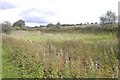 Wetland near Uplawmoor