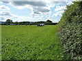 Second cut of silage, baled ready for the winter