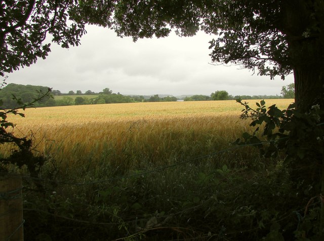 Barley by the Heart of England Way