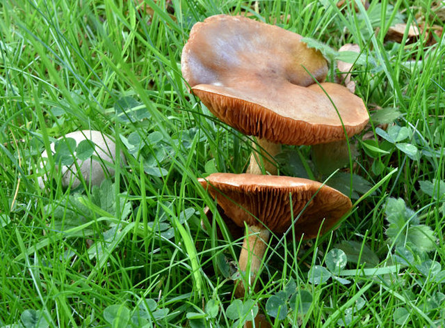 Fungi, Crawfordsburn - September 2017(10)