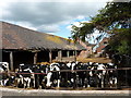 Young cattle at Micklewood Farm