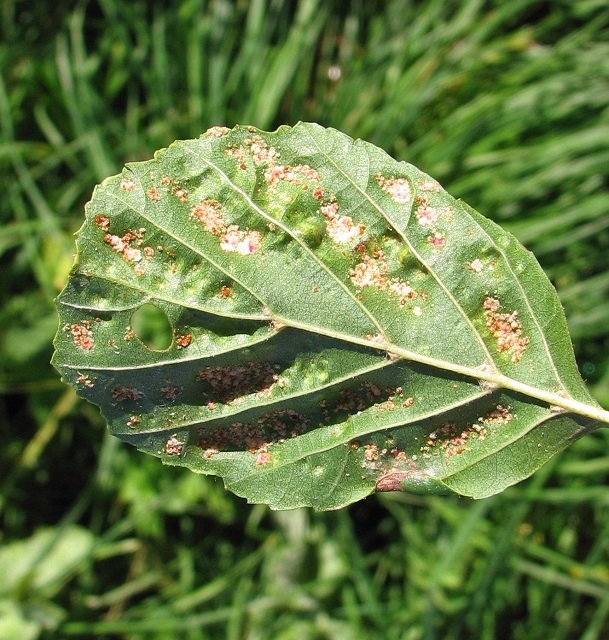 Leaf galls on alder (Alnus glutinosa)
