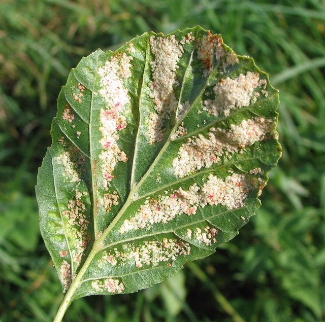 Leaf galls on alder (Alnus glutinosa)