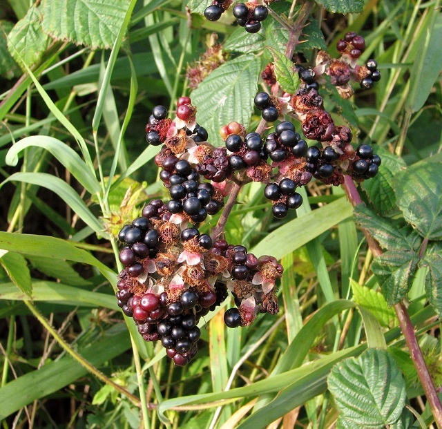 Blackberry (Rubus fruticosus)  - fruit