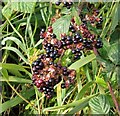 TG3203 : Blackberry (Rubus fruticosus)  - fruit by Evelyn Simak